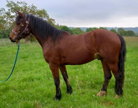 Image 2 of Welsh Section D 3yr Old Gelding