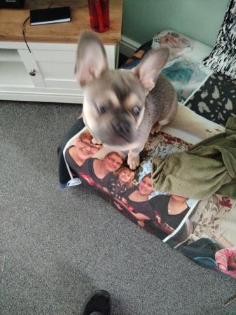 Image 1 of French bulldog 7mths old male