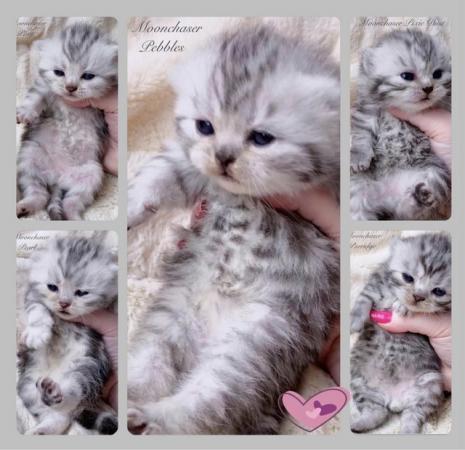 Image 7 of Gorgeous Silver Spotty Tabby British Shorthairs Registered