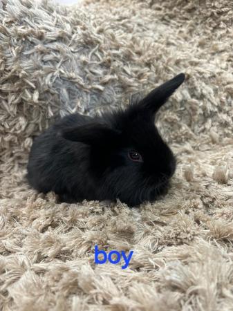 Image 2 of 3 cute baby rabbits for sale