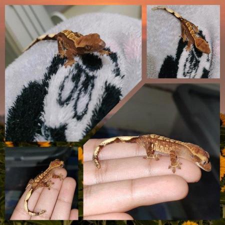Image 3 of High end crested gecko babies