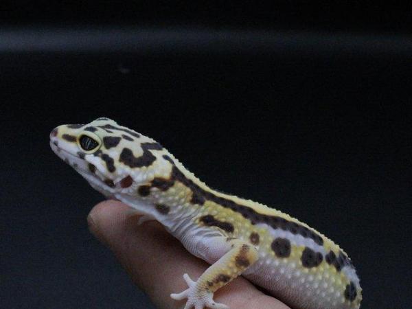 Image 7 of Leopard Gecko (Bold Bandit) (poss hets below) hatch 28/7/23