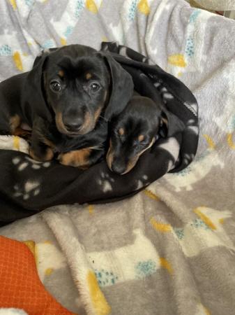 Image 22 of miniature dachshund puppies