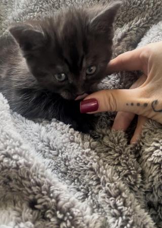 Image 18 of BBSH X Blue/Grey British Tabby kittens 3 available
