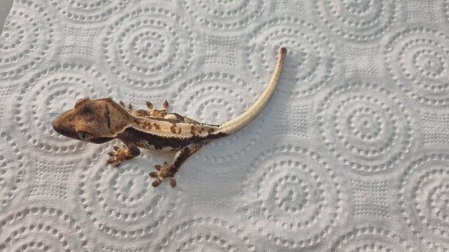 Image 5 of baby lilly white crested geckos
