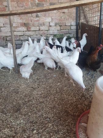Image 3 of White star pullets available