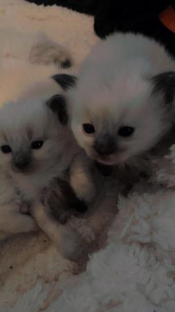 Image 4 of Beautiful ragdoll kittens for sale
