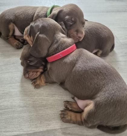 Image 12 of Miniture Dashchund puppies Kennel Club Registered