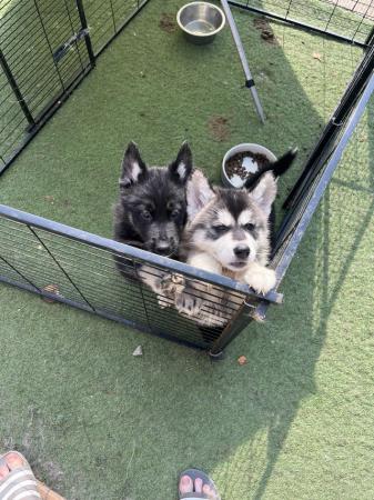 Image 4 of READY TO LEAVE NOW shepsky puppies £450 OVNO