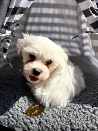 Image 7 of 4 Maltese pups for sale
