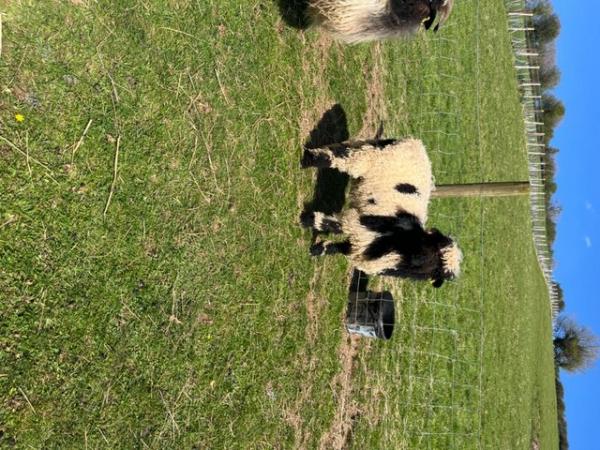 Image 3 of Lambs looking for a new home VBN x Jacobs