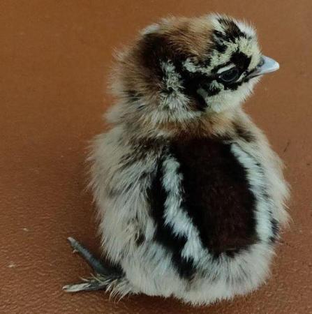 Image 2 of Mixed breed chicks for sale in London