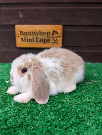 Image 7 of Miniature Lop Baby Rabbits available now