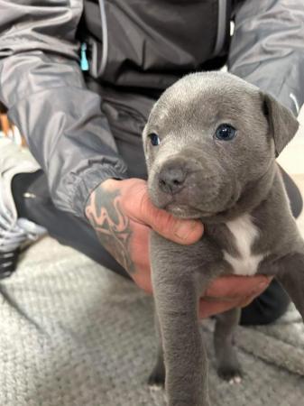 Image 2 of Beautiful Blue Staffordshire Bull Bitches for sale