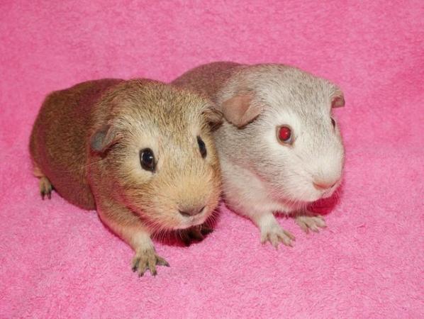 Image 5 of Baby Boar guinea pigs for sale