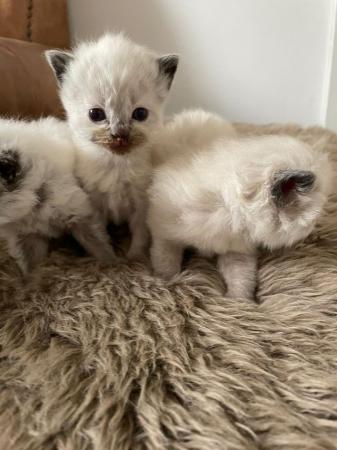 Image 5 of Ragdoll Kittens - Born Sunday 31st March - Last Female
