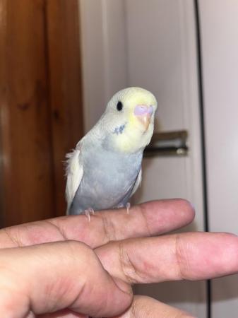 Image 1 of Hand reared baby budgies - More available soon