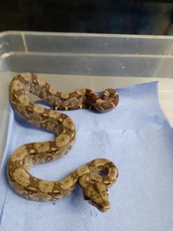 Image 5 of sonoran dwarf boas for sale lovely snakes