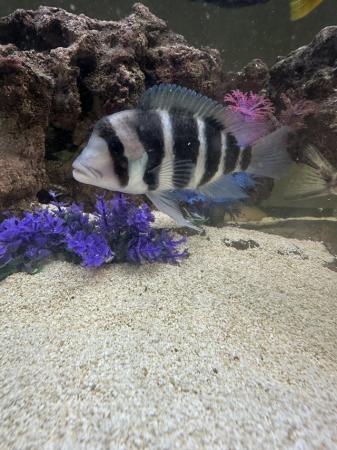 Image 4 of 3 large frontosa cichlids for new waters
