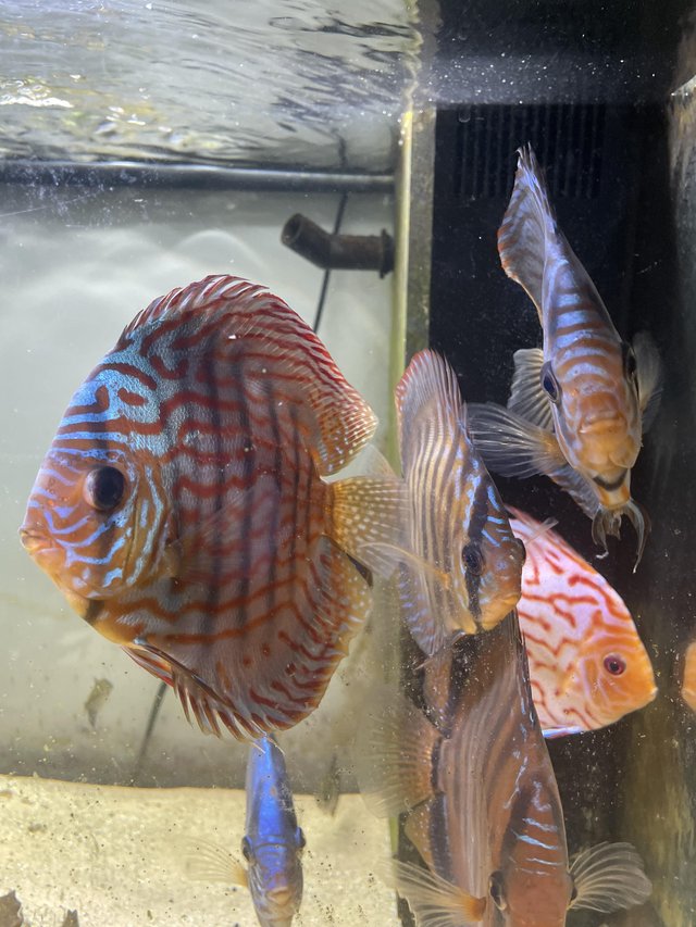 Preview of the first image of Seven Stendker discus various colours.