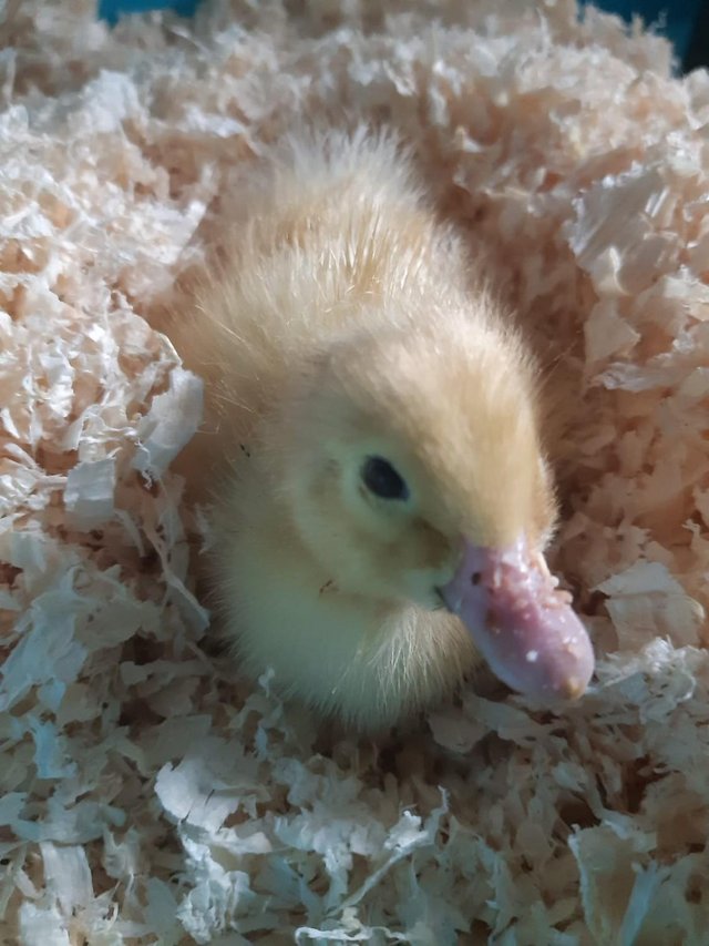 Preview of the first image of Pure White Pekin Ducklings / Duck.