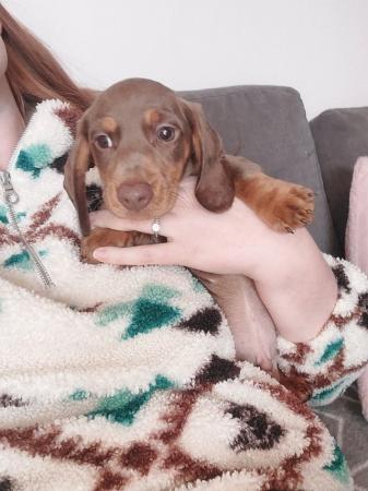 Image 1 of READY NOW KC MINI DACHSHUNDS