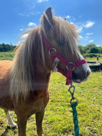 Image 39 of 10-13hh Lead Rein, Ridden Mare, Projects, Pets, Cobs, Welsh.