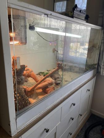 Image 2 of Male bearded dragon all equipment including