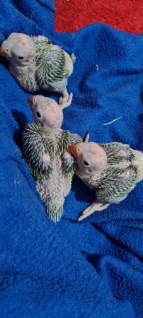Image 2 of I have ringneck baby's for sale green colour THEY Are READY