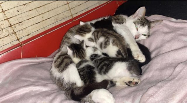 Preview of the first image of Gorgeous Kittens in Pontefract.