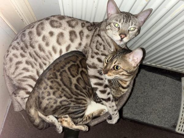 Image 4 of Adult bengal cats for sale