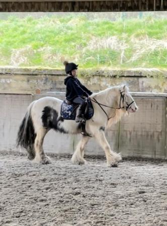 Image 3 of 12 hh stunning cob gelding for sale