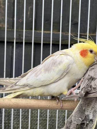 Image 19 of Quality Baby & Adult breeding cockatiels - Various Colours