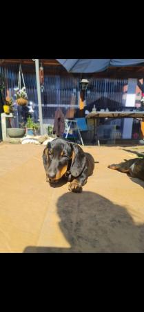 Image 4 of Beautiful smooth haired black and tan puppies