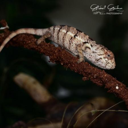 Image 7 of Panther Chameleons, Ambilobe, Nosy Be, Sambava and more