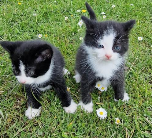 Image 10 of 3 beautiful British short haired kittens