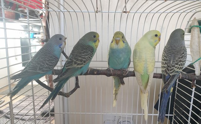 Preview of the first image of Baby budgies available now.