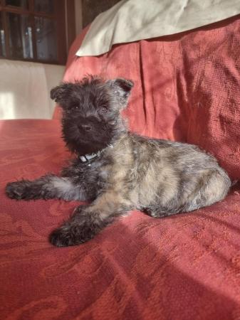 Image 15 of Outgoing Cairn terrier puppies boys
