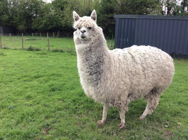 Preview of the first image of Male Breeding Alpaca BAS registered Lord Ash.