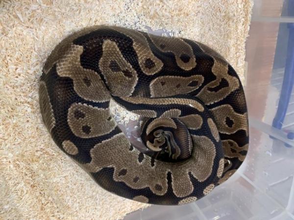 Image 3 of Adult Female Het Desert Ghost Royal Python