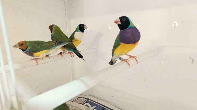 Image 4 of Gouldian Finch available for sale....