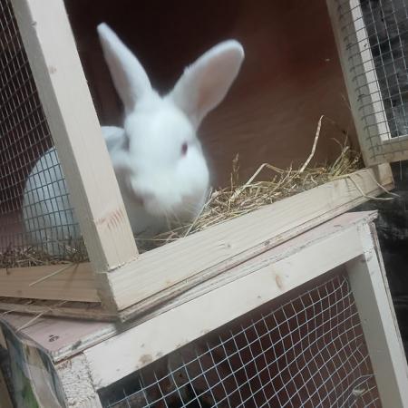 Image 3 of Male bunny rabbit for sale