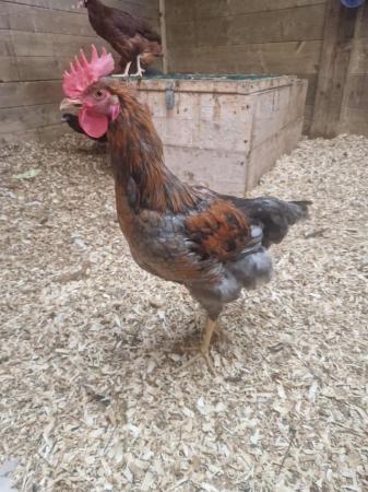 Image 3 of 2 x mixed breed cockerels for sale approx 6 m