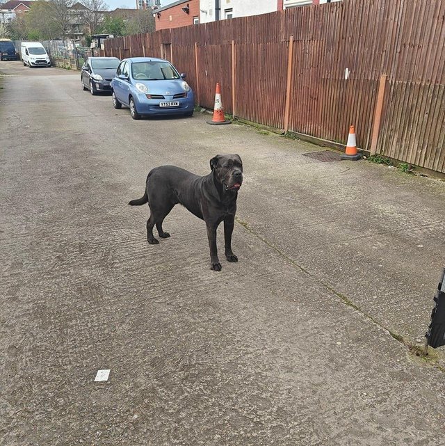 Preview of the first image of cane corso for rehome is very kind.
