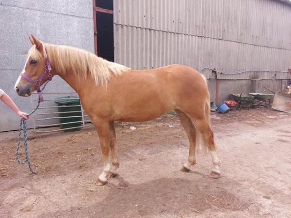 Image 4 of 2 yr old New forest mare