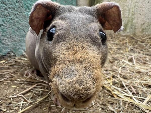 Image 1 of Friendly male adult skinny pig