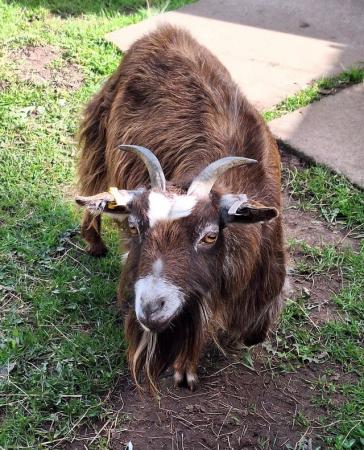 Image 2 of Pygmy goat nanny for sale