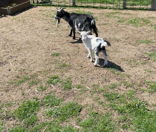 Image 2 of Pygmy Goat Wethers Will Be Ready Mid June.