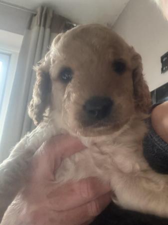 Image 3 of Cavapoo puppy ready on 3rd of may
