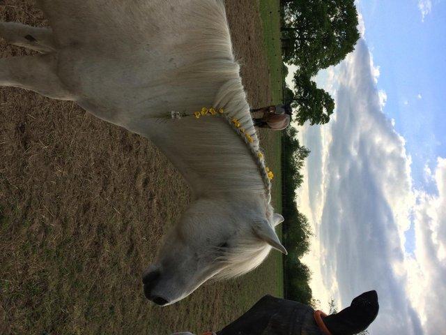 Preview of the first image of 12hh Welsh mountain pony for care share!.